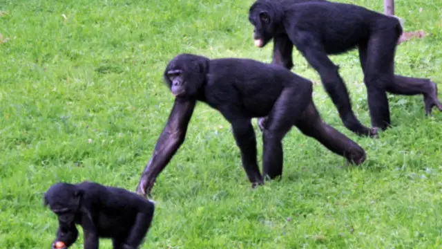 与黑猩猩相比,倭猩猩是一种脾气温顺的灵长类动物 (图片来源: Getty Images)