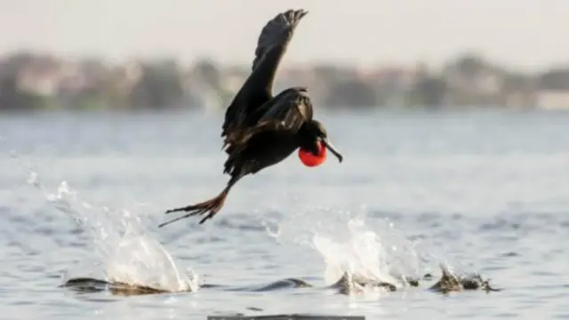 海龟国家公园的小岛也是观鸟者的乐园（图片来源：Coop's Captures Photography/Getty)