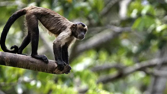 கப்புச்சின் குரங்குகள் பயன்படுத்திய ஆயுதம் கண்டுபிடிப்பு