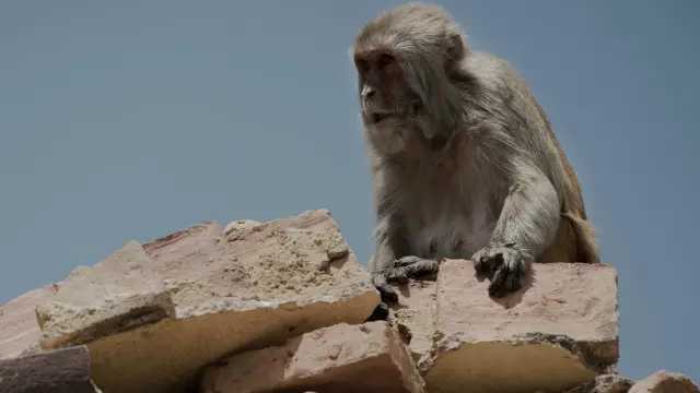 چھوٹے بندر بڑے بندروں سے بالکل ایسا ہی کرنا سیکھتے ہیں