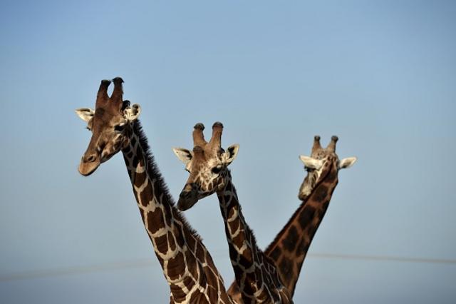 罗氏长颈鹿（图片来源：Getty Images）