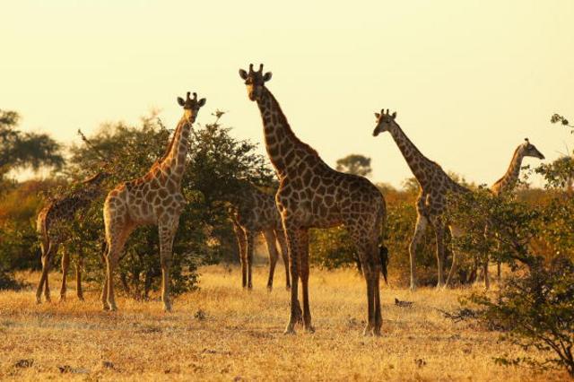 长颈鹿是陆地上最高的哺乳动物（图片来源：Getty Images）