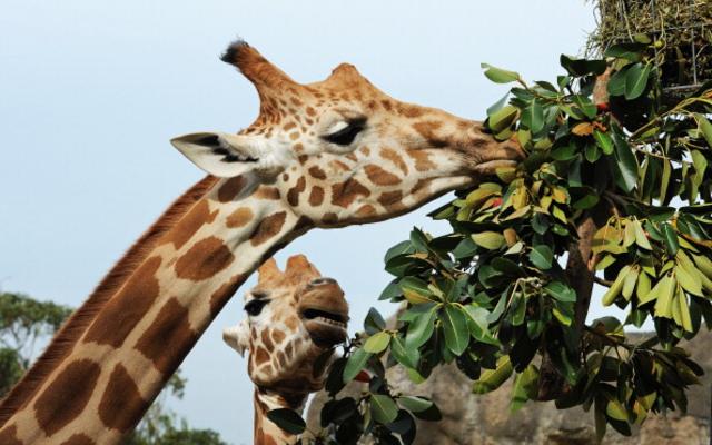 长颈鹿绝大多数时候都是伸长脖子，从某一个角度进食的（图片来源：Getty Images）