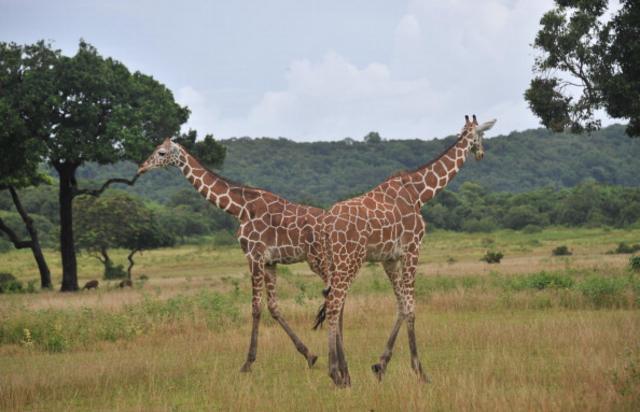 长颈鹿是演化的象征（图片来源：Getty Images）