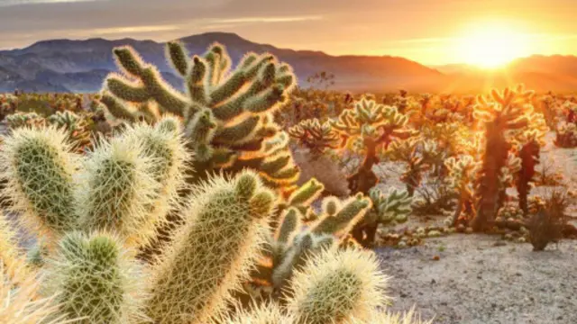约书亚树国家公园（Joshua Tree National Park）