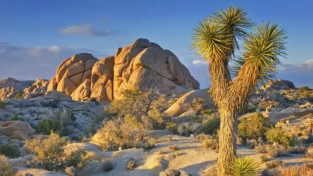 约书亚树国家公园的大漠风光