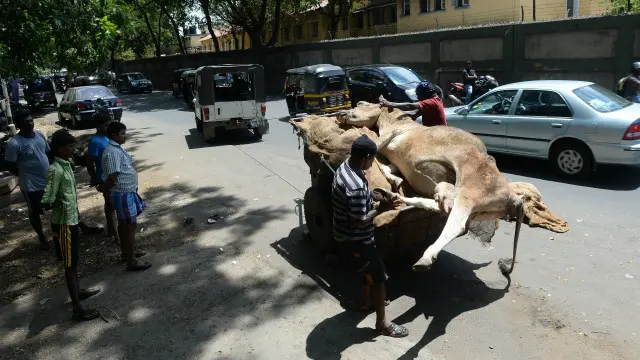گائے کا کاروبار کرنے والے ان کی حفاظت پر مامور یا پھر مسلمان کئی بار مختلف ریاستوں میں نشانہ بن چکے ہیں