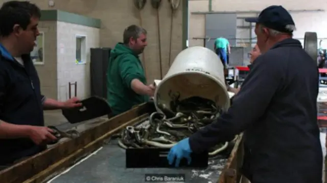 工人们的任务是挑选出个头太小的鳗鱼:凡是长度不足40厘米的都不符合要求。这些娇小的鳗鱼很快会被扔到溜槽里,顺势滑下(图片来源:Chris Baraniuk)