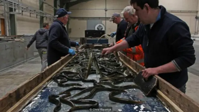 当天捕捞的鳗鱼很快在传送带上分拣,未达标准的将被放生(图片来源:Chirs Baranniuk)