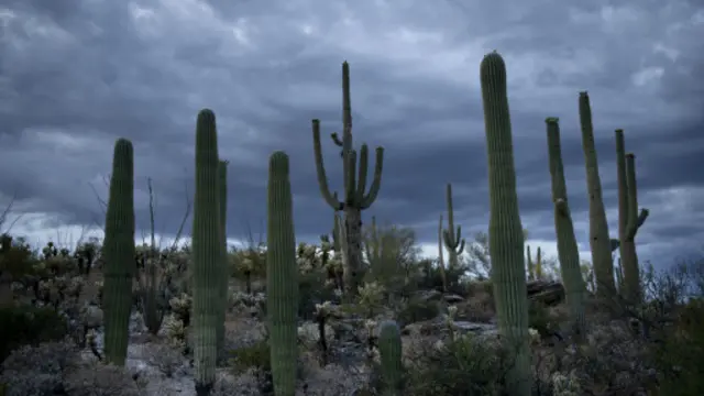 仙人掌国家公园是完美的西部电影外景地（图片来源：Getty Images）