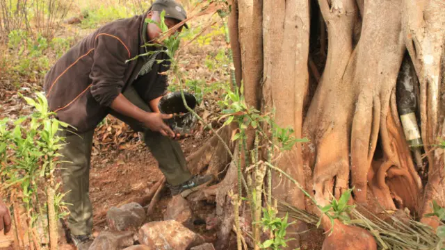 Un notable fait des sacrifices au pied du grand baobab, lieu sacré du village de Bangou.