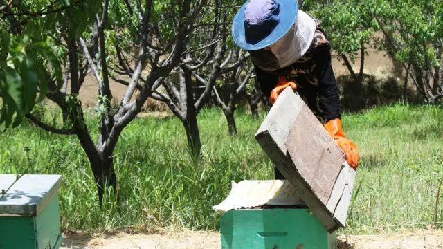 د شاتو د مچیو د کاروباریانو مسکلي کېدل د شاتو د تولید د ډېروالي لامل شوی