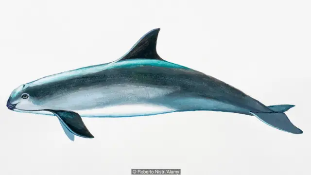 वैक्विटा पॉरपॉइज़