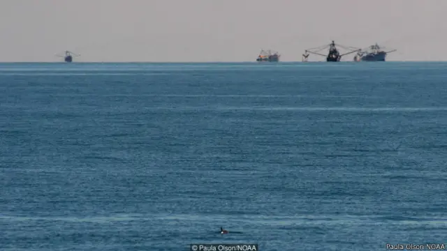 वैक्विटा पॉरपॉइज़