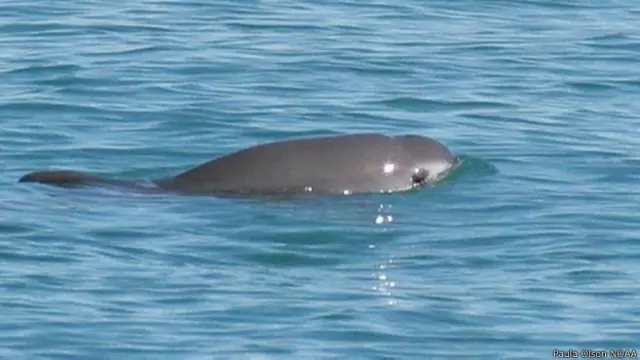 वैक्विटा पॉरपॉइज़