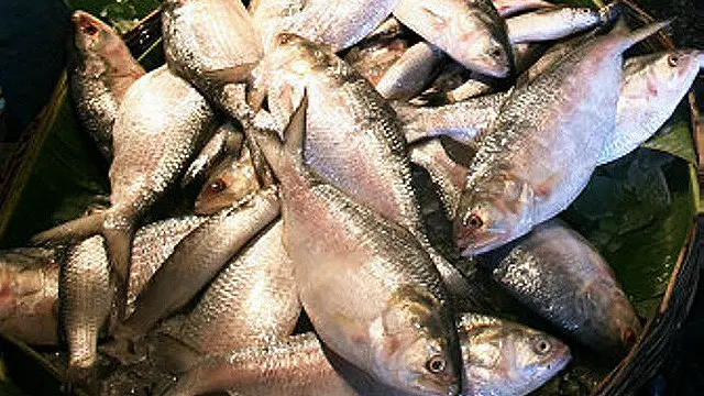 hilsa_fish