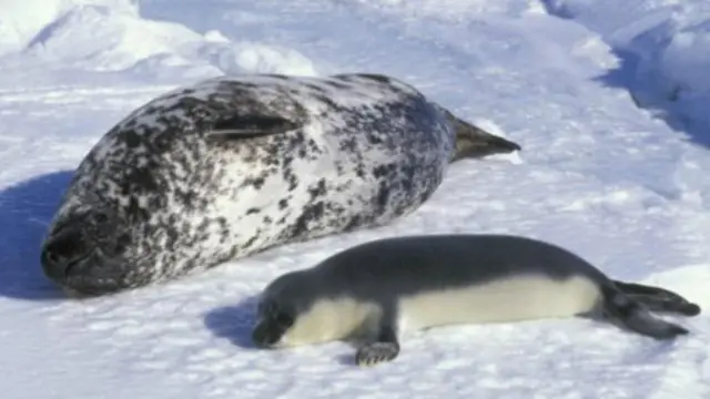 冠海豹的乳汁中含有61%的脂肪，這一點使它成為自然界中能量最為豐富的乳汁之一