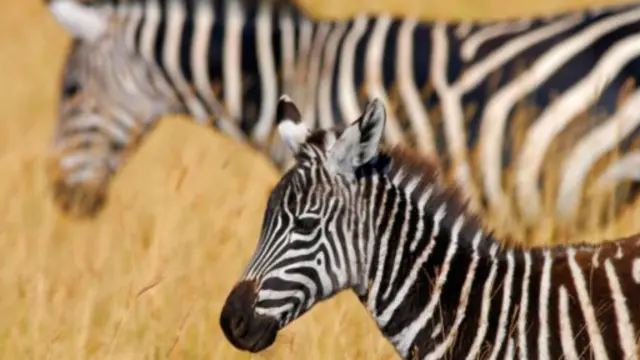 在乳汁的黏稠度方面，斑馬和人類的乳汁差不多