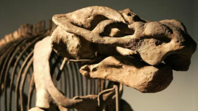 生活在距今1.6億年前的合弓綱動物被認為是第一種分泌乳汁動物