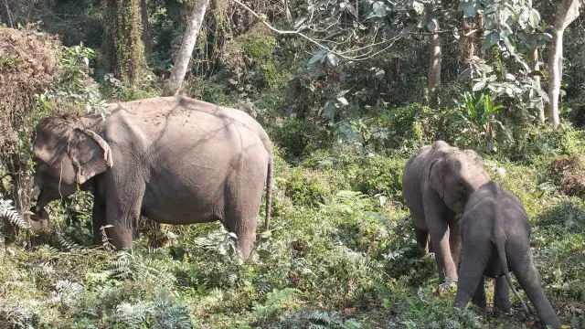 wild elephants