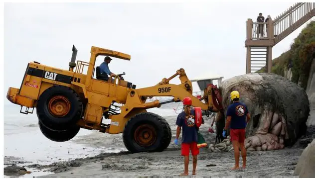والی بالاخره روز دوشنبه (هجدهم ژوئیه) از آب بیرون کشیده و دفن شد