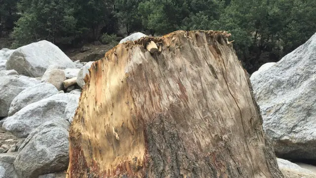 فارسٹ افسر کے مطابق محکمہ جنگلات میں سٹاف کی شدید کمی پائی جاتی ہے جس سے سارے ضلع پر نظر رکھنا انتہائی مشکل ہے