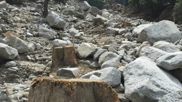 چترال میں دیار اور شاہ بلوت کے درخت کے گھنے جنگلات سب سے زیادہ ہیں