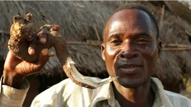 Aniva huchemsha mizizi hiyo kabla ya kuanza kubikiri watoto kwa takriban siku 3 hivi