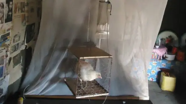 تجربو کې د یوه ویده رضاکار د کټ تر څنګ په قفس کې د ژوندي چرګ ساتلو تجربه هم شامله وه