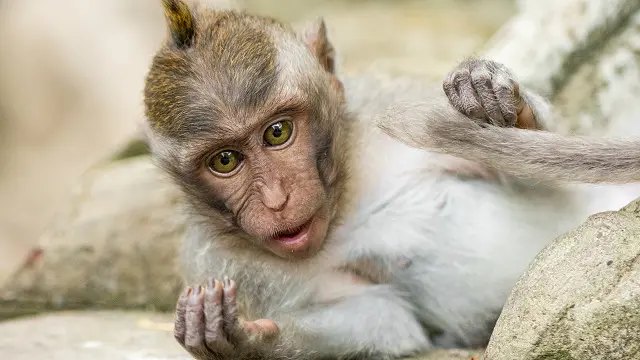 Довгохвості макаки