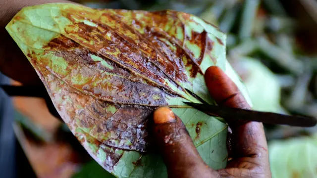 پان ہماری تہذیب سے اس قدر جڑا ہے کہ ہر خاص و عام اس کا دلدادہ ہے