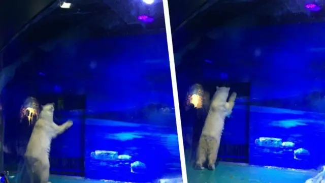 یہ قطبی ریچھ گوانگہو میں واقع گرانڈ ویو سینٹر کے ’اوسین تھیم پارک‘ میں ہے