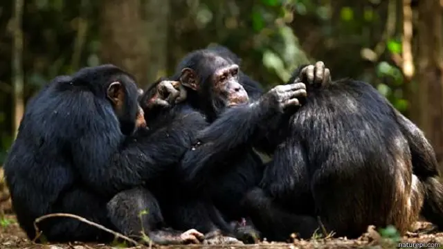 चिंपैंजी