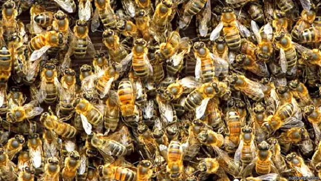 मधुमक्खी