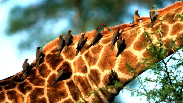 चिड़ियाँ