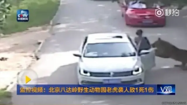 Wabita diterkam harimau