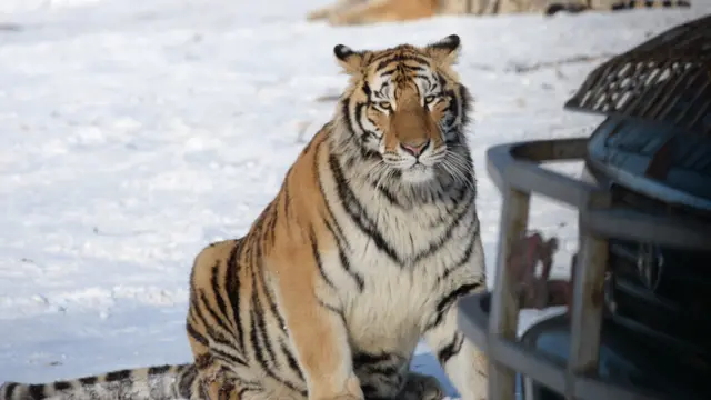 黑龙江哈尔滨东北虎林园内的东北虎