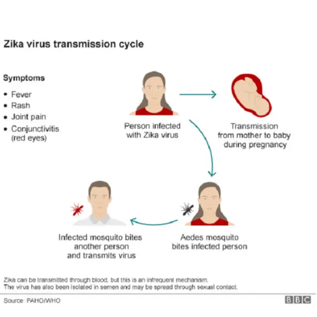 Zika transmission