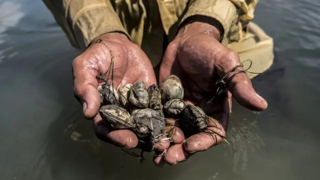 د ټولنې دغه کب نیونکي اوس کولای شي د نیمې ورځې کار پایله کې تر ۶ امریکايي ډالرو پر عاید ومومي.