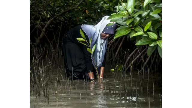 زده کونکي د شنیلي ډېرېدو لپاره ساحلي ونې بوټي کري.