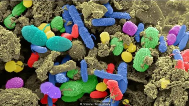 想要培育养成一个欣欣向荣的肠道益生菌群落，健康而富含纤维的膳食是必不可少的。（图片来源：Science Photo Library）