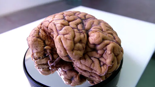 نئی تحقیق سے پہلی بار ایسے شواہد ملے ہیں کہ آلودگی دماغ تک رسائی حاصل کر لیتی ہے