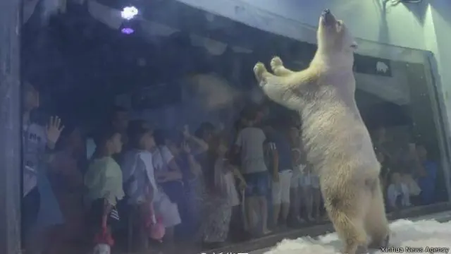 廣州商業娛樂購物中心正佳廣場內設的「海洋世界」的一隻孤獨的北極熊的照片和視頻受到世界各國媒體和網民的關注。