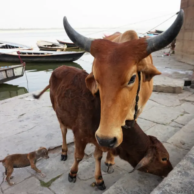 منگل کے روز مندسور میں مبینہ طور پر ہندو تنظیم کے کچھ لوگوں نے دو مسلم خواتین کی اس شک میں پٹائی کی تھی کہ شاید ان کے پاس گائے کا گوشت ہے