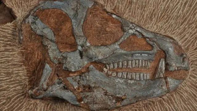 یہ ڈھانچہ بہت چھوٹا اور نازک ہے اور اس کے گرد سخت پتھر ہیں