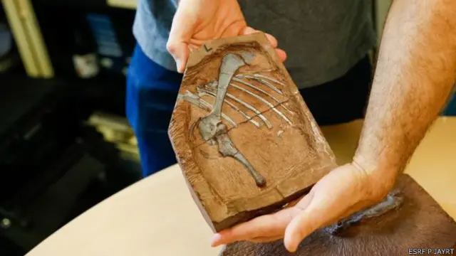 کھوپڑی کو سکین کرنے سے سائنسدان اس جانور کے دماغ کو تھری ڈی شکل میں بنا سکتے ہیں