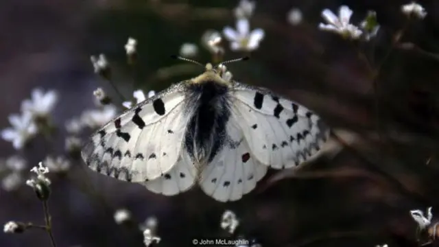 蝴蝶生活在北卡斯卡德山的崇山峻岭和崎岖不平地带（图片来源：约翰·麦克劳林）