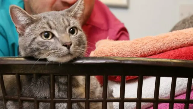 鲍比虽然康复，但主人基菲说，他显然吃一堑长一智，再不愿以靠近洗衣机。