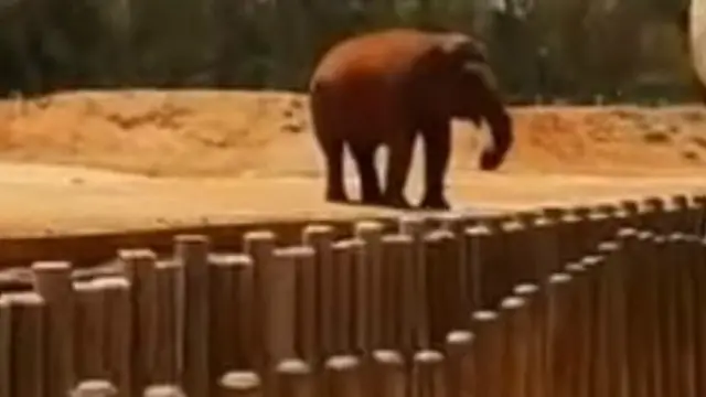 动物园发表的声明说，动物园的设置符合国际标准，发生这样的事故是“非常罕见和无法预测的”。