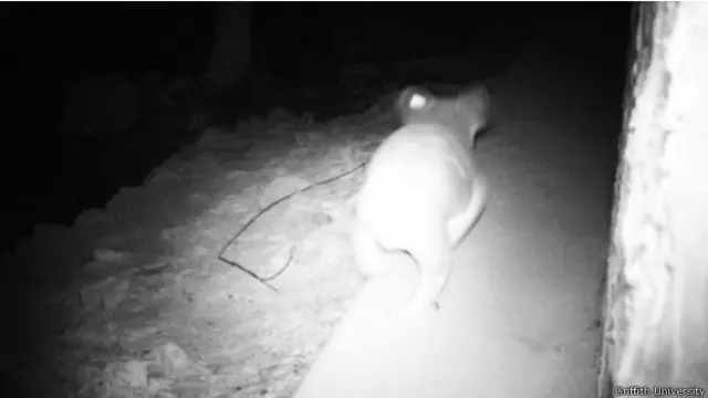 Коалы способны освоить экодуки 